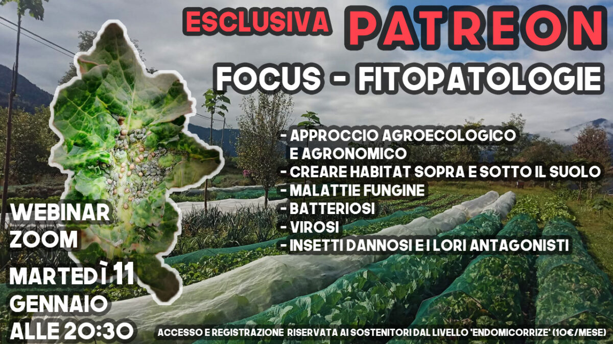 Focus Fitopatologia